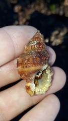 Dulcerana granularis