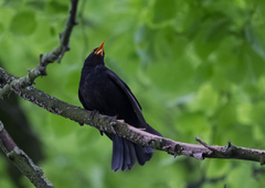 Turdus merula