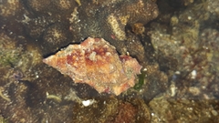 Dulcerana granularis