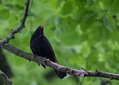 Turdus merula