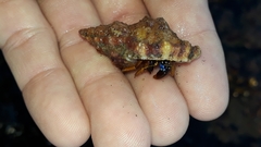 Dulcerana granularis