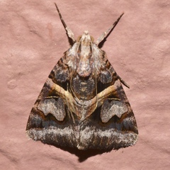 Drasteria grandirena