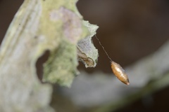 Meteorus pulchricornis