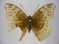 Euryphura chalcis chalcis