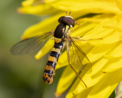 Sphaerophoria philanthus
