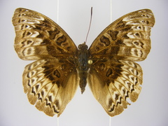 Euryphura chalcis chalcis
