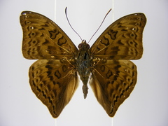 Euryphura chalcis chalcis