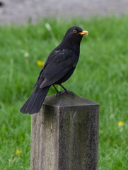 Turdus merula