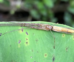 Tetragnatha nitens
