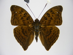 Euryphura chalcis chalcis