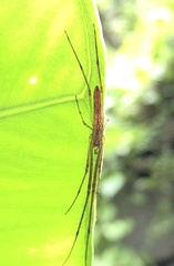 Tetragnatha nitens