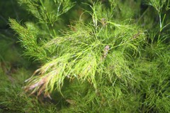 Caustis blakei