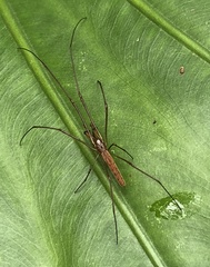 Tetragnatha nitens