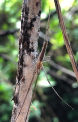 Tetragnatha nitens