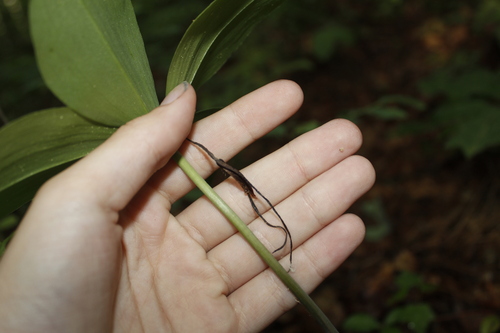 Image of Isotria verticillata by (c) Alex Karasoulos, some rights reserved (CC BY)