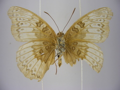 Euryphura chalcis chalcis