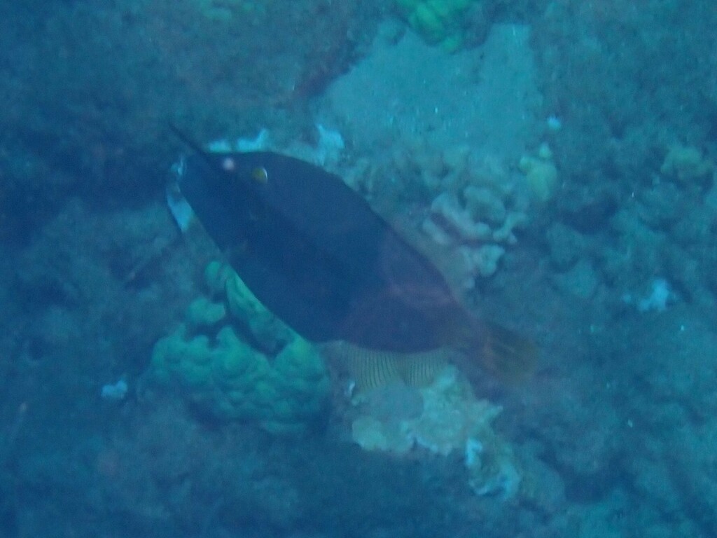 Barred Filefish in August 2023 by sunny tyson · iNaturalist