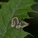 Liriomyza urticae - Photo (c) Jon Sullivan, some rights reserved (CC BY)