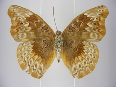 Euryphura chalcis chalcis