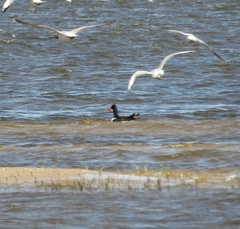 Haematopus ostralegus