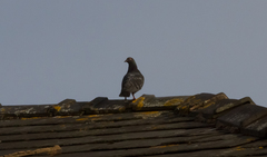 Columba livia domestica