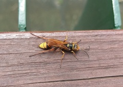 Sceliphron deforme taiwanum