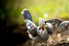 Long-Tailed Mockingbird photo 4