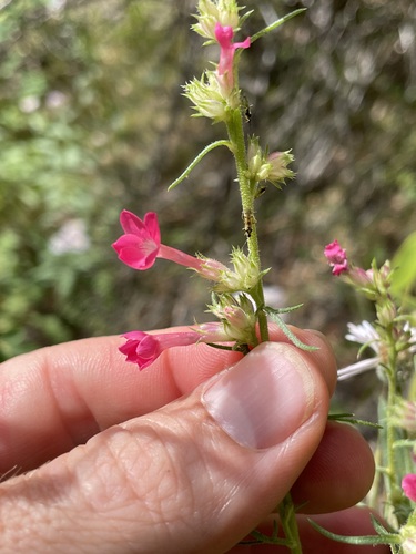 Image of Ipomopsis sancti by (c) Martin Purdy, some rights reserved (CC BY)