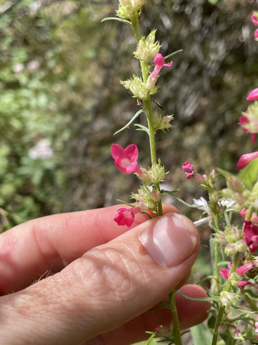 Image of Ipomopsis sancti by (c) Martin Purdy, some rights reserved (CC BY)