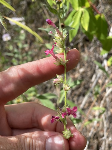Image of Ipomopsis sancti by (c) Martin Purdy, some rights reserved (CC BY)
