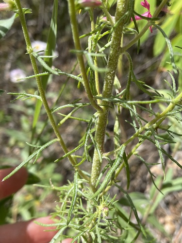 Image of Ipomopsis sancti by (c) Martin Purdy, some rights reserved (CC BY)