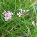 Southern Squinancywort - Photo (c) Giacomo Gola, some rights reserved (CC BY-NC), uploaded by Giacomo Gola