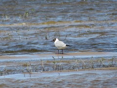 Chroicocephalus ridibundus