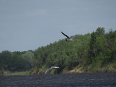 Chroicocephalus ridibundus