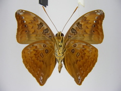 Euryphura chalcis chalcis