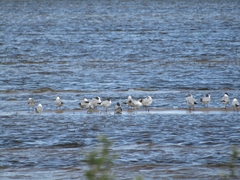 Chroicocephalus ridibundus