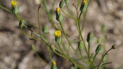 Malacothrix clevelandii