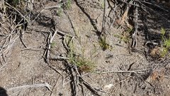 Malacothrix clevelandii