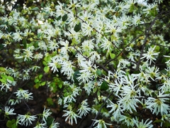 Loropetalum chinense