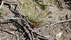 Malacothrix clevelandii