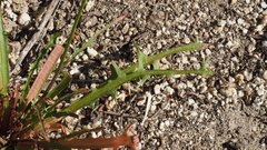 Malacothrix clevelandii