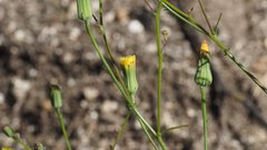 Malacothrix clevelandii