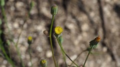 Malacothrix clevelandii