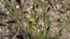 Malacothrix clevelandii