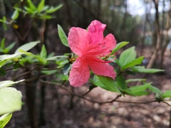 Rhododendron simsii