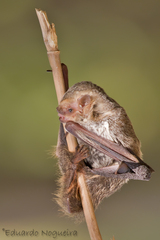Lasiurus blossevillii