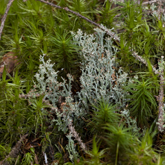 Cladonia multiformis