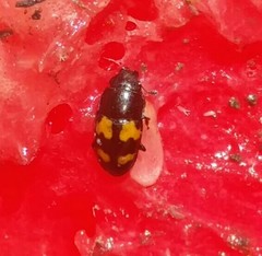 Glischrochilus fasciatus