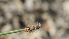 Eleocharis montevidensis