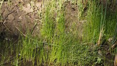 Eleocharis montevidensis